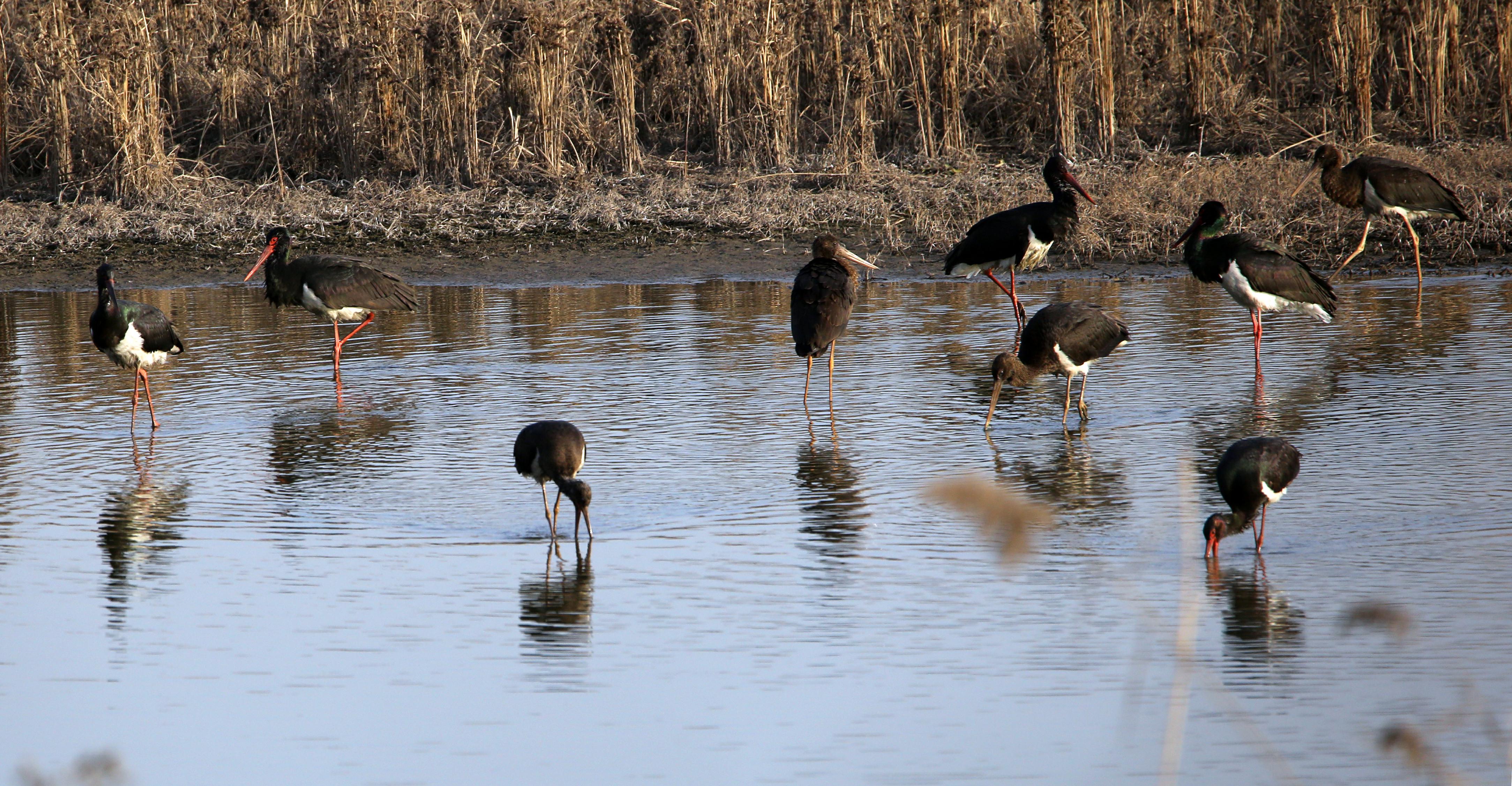 黑鹳是世界上最濒危的鸟种之一,是一种体态优美,体色鲜明,活动