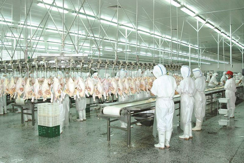 山西大象农牧集团有限公司肉鸡屠宰厂  .冯增清  摄影