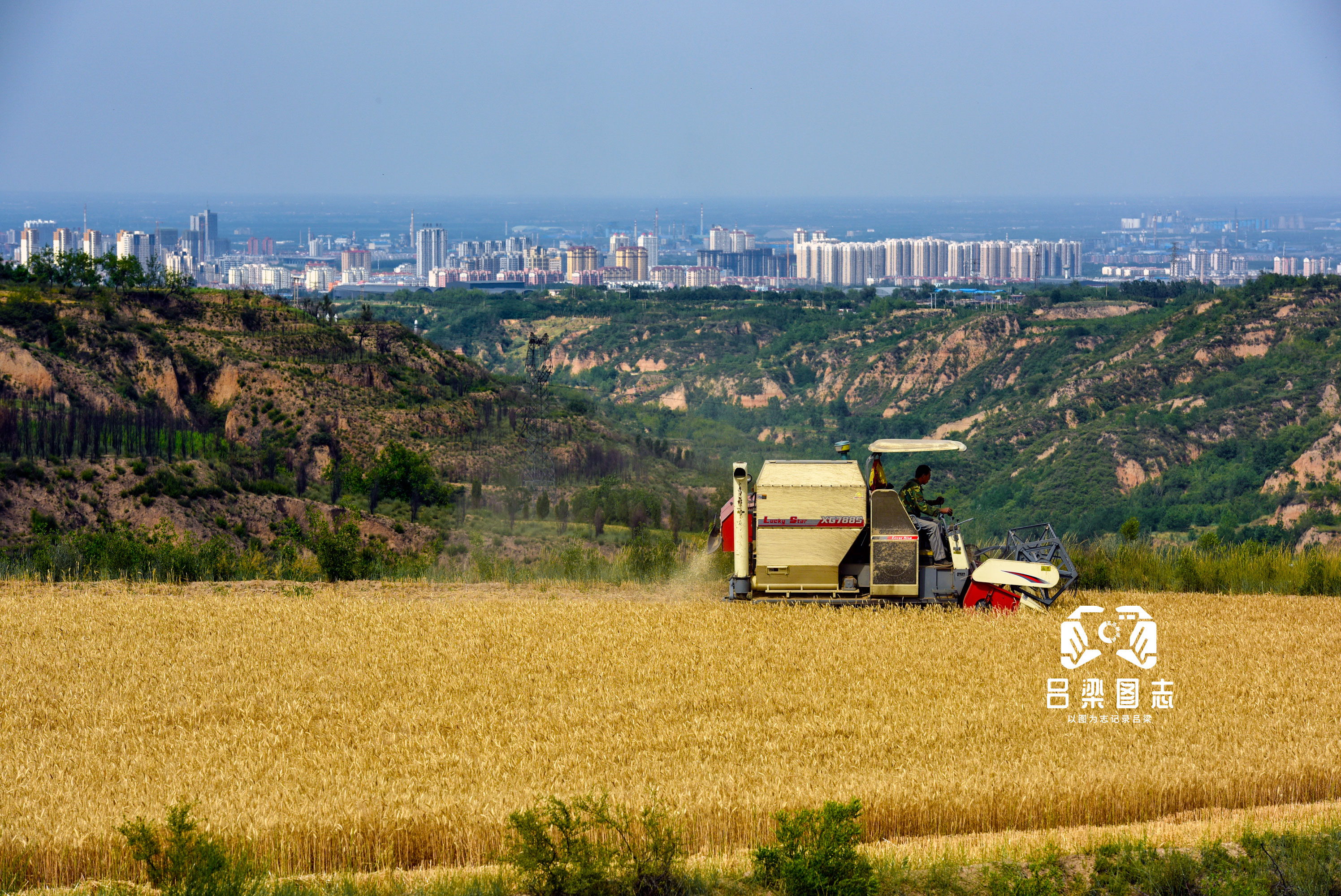 小麦收成好 农民心头乐